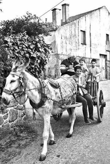 Passeio de burro