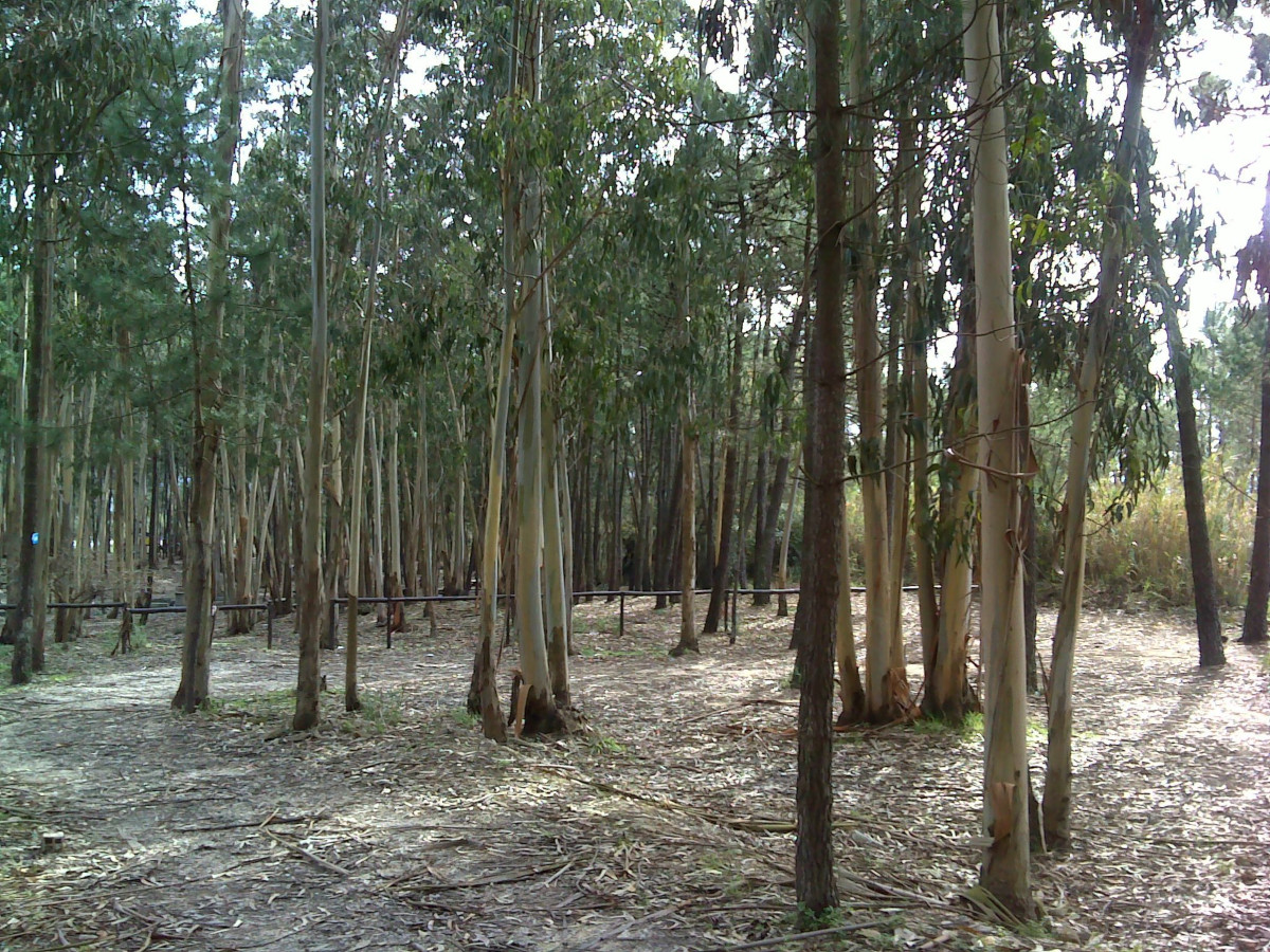 Parque de Merendas