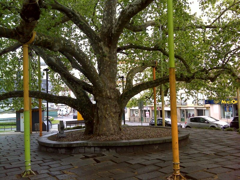 Plátano de Portalegre - tronco Plátano de Portalegre - tronco