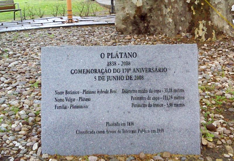 Plátano de Portalegre - placa