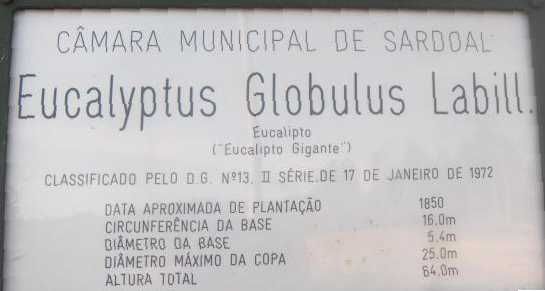 Eucalipto Ancestral