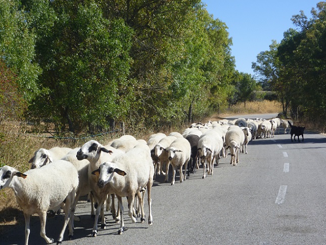 Desfile animal