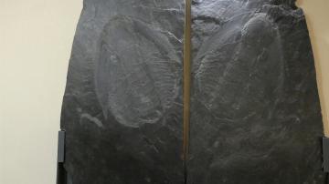 Museu de Trilobites Gigantes - Visitar Portugal