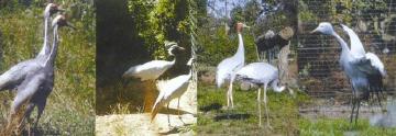 Parque Ornitológico de Lourosa - 