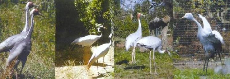 Parque Ornitológico de Lourosa