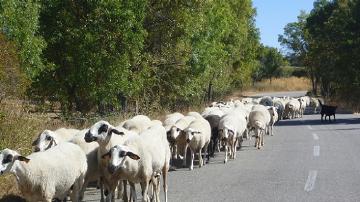 Desfile Animal - 