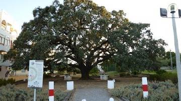 Uma árvore chamada Azinheira - 