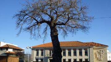 Carvalho da Forca - 