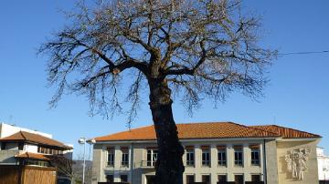 Carvalho da Forca - Visitar Portugal